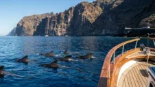 Vaalavaatlus Tenerifel: parimad paadireisid ja sõit